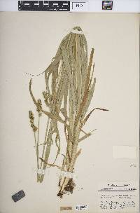 Carex sparganioides image