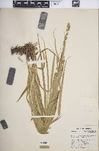 Carex sparganioides image