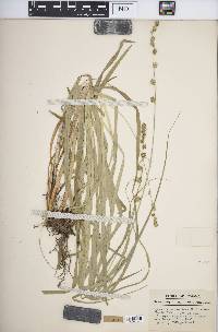 Carex sparganioides image