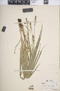 Carex sparganioides image