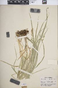 Carex sparganioides image