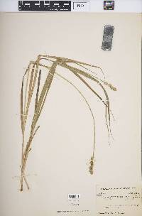 Carex sparganioides image