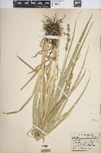 Carex sparganioides image