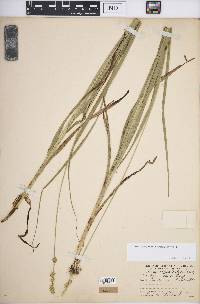 Carex sparganioides image