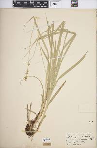 Carex sparganioides image