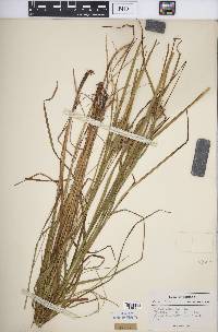 Carex squarrosa image