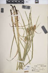 Carex squarrosa image