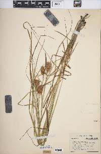 Carex squarrosa image