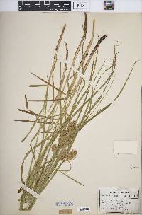 Carex squarrosa image