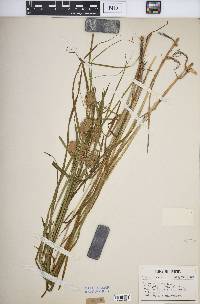 Carex squarrosa image