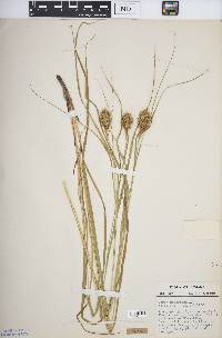 Carex squarrosa image