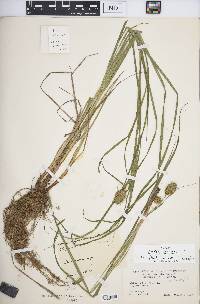 Carex squarrosa image