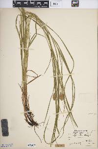 Carex squarrosa image