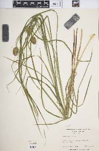 Carex squarrosa image