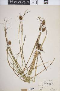 Carex squarrosa image