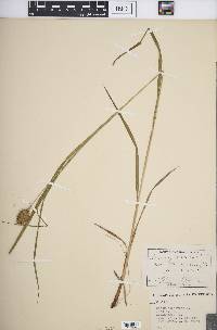 Carex squarrosa image