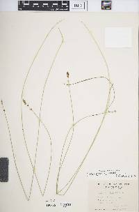 Carex sterilis image