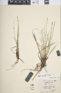 Carex sterilis image