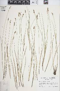 Carex sterilis image