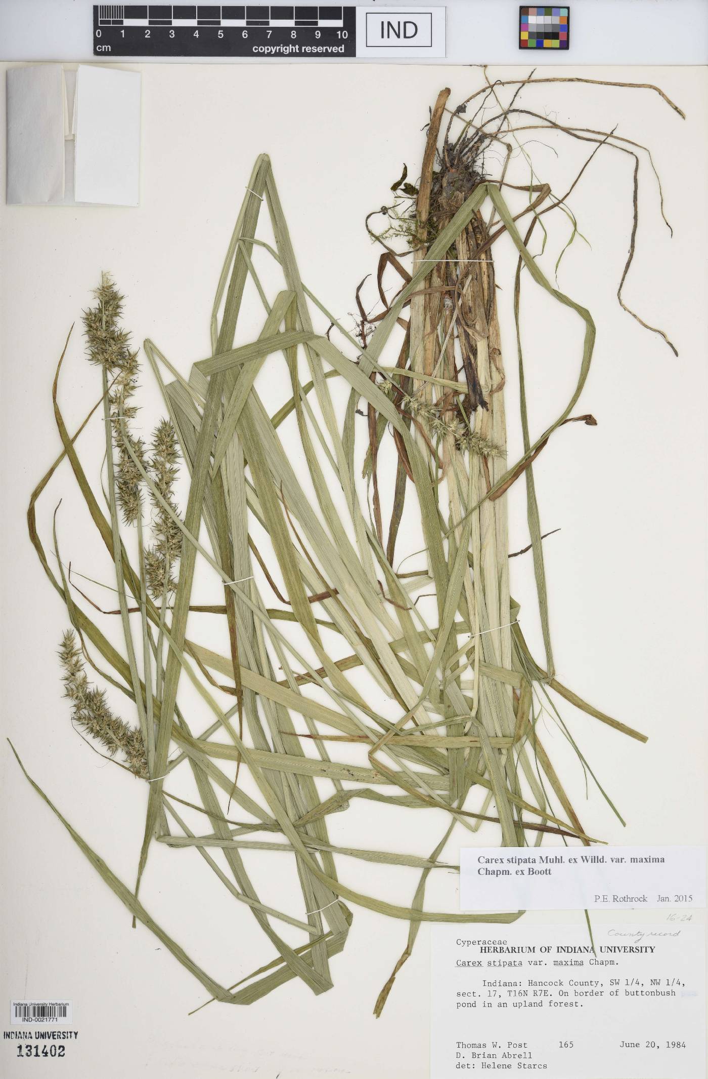 Carex stipata var. maxima image