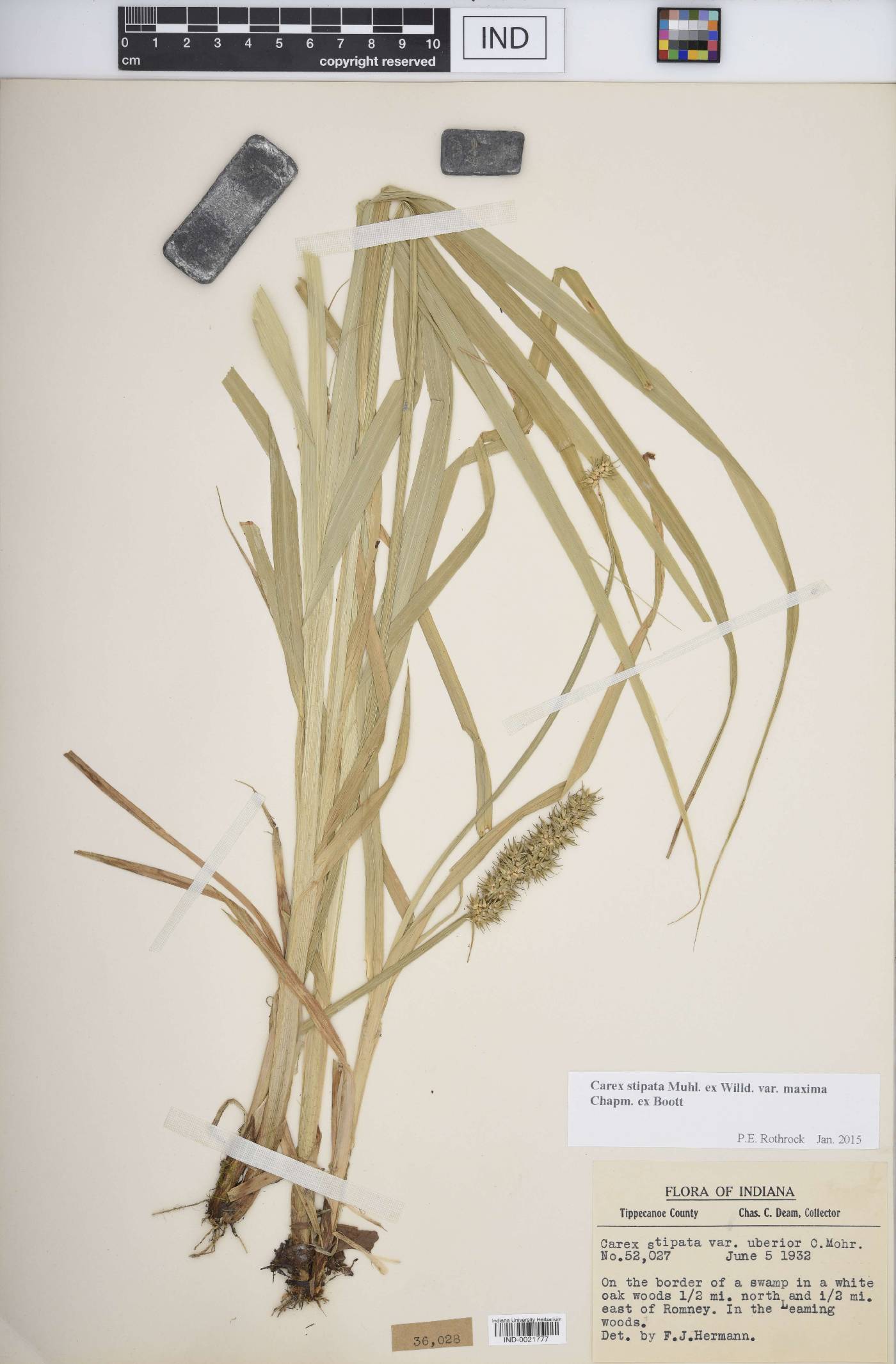 Carex stipata var. maxima image