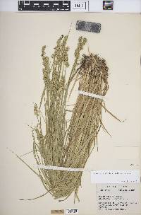 Carex stipata var. stipata image
