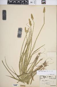 Carex stipata var. stipata image