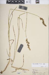 Carex stipata var. stipata image