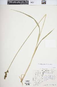 Carex stipata var. stipata image