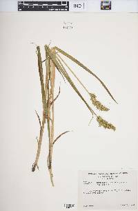 Carex stipata var. stipata image