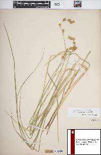 Carex straminea image