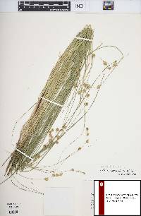 Carex straminea image