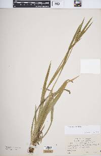 Carex striatula image