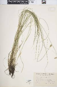 Carex suberecta image