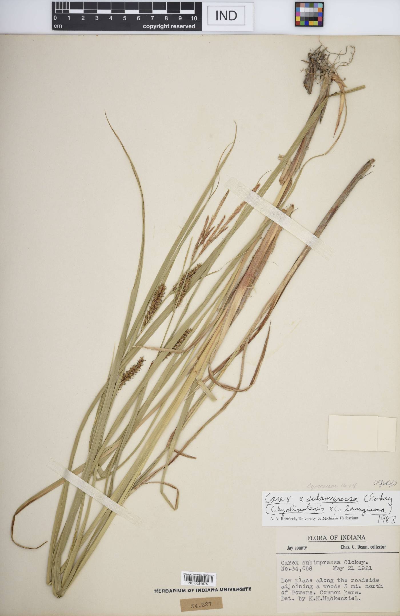 Carex × subimpressa image