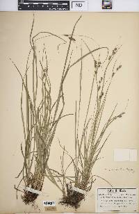 Carex swanii image