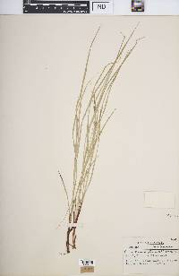 Carex swanii image