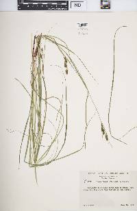 Carex swanii image