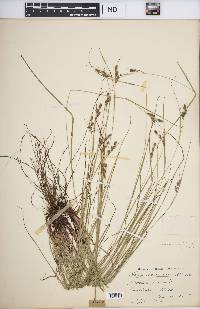 Carex swanii image