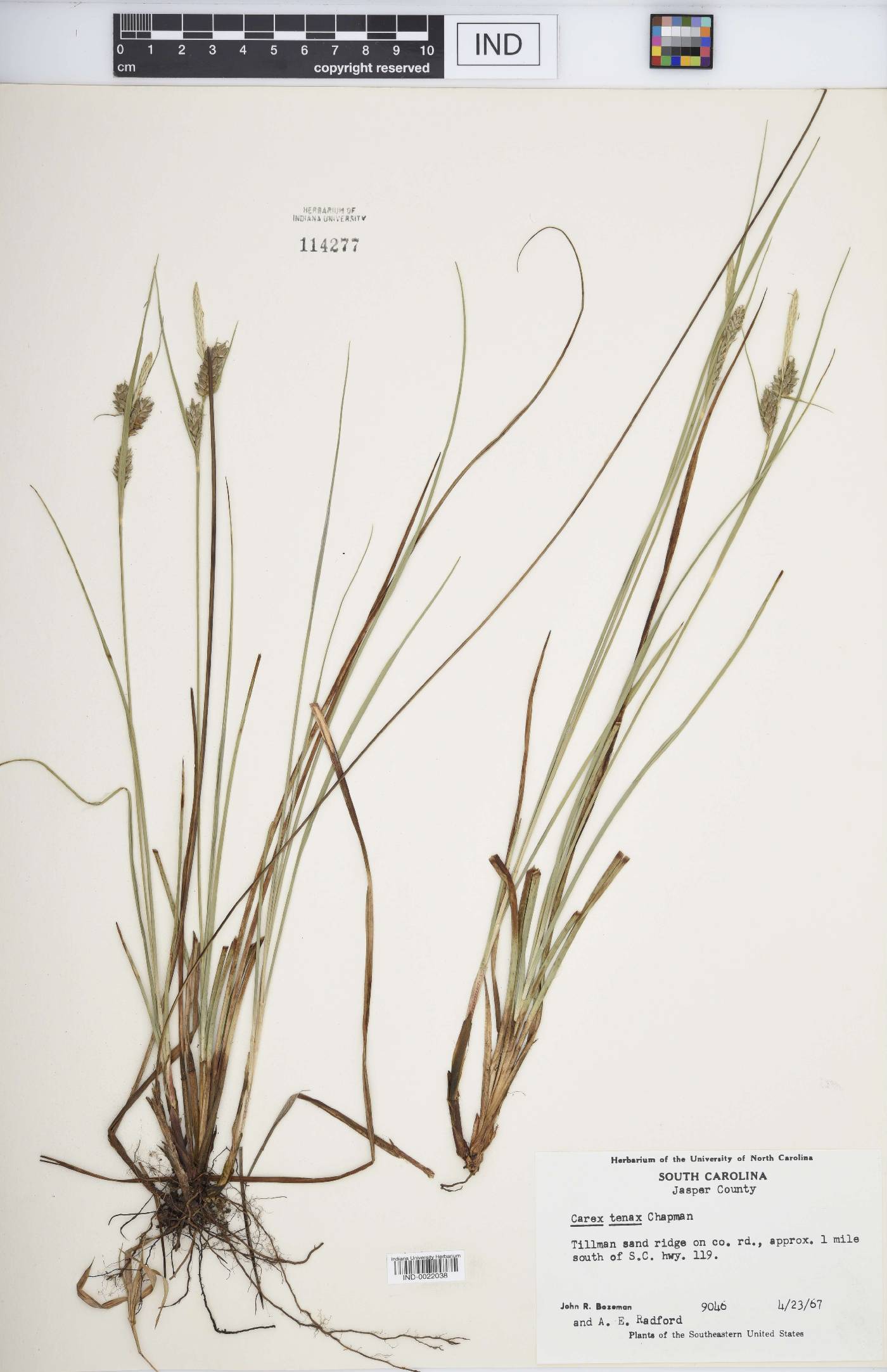 Carex tenax image