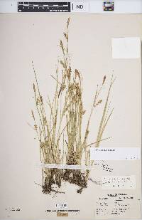 Carex tetanica image