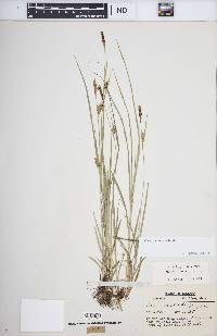 Carex tetanica image