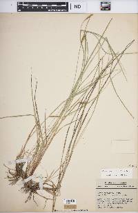 Carex tetanica image