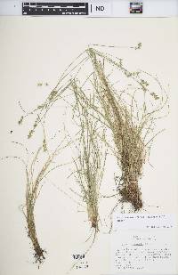 Carex texensis image