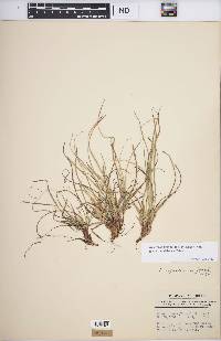 Carex tonsa image