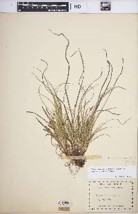 Carex tonsa image