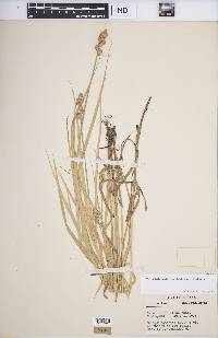 Carex tribuloides var. tribuloides image