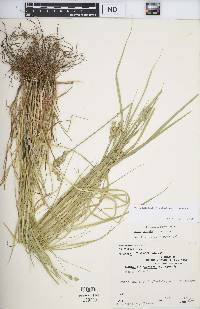 Carex tribuloides var. tribuloides image