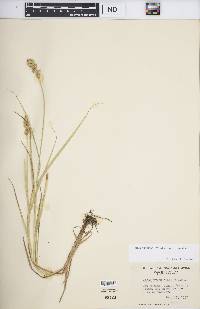 Carex tribuloides var. tribuloides image