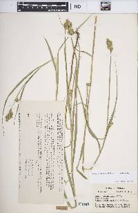 Carex tribuloides var. tribuloides image